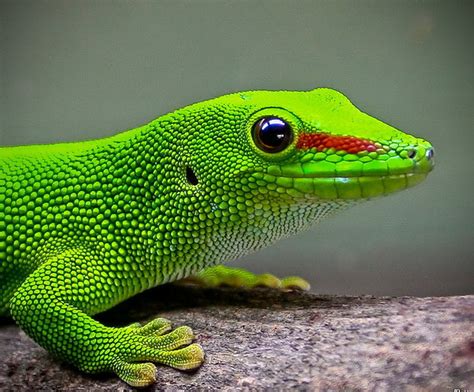 Hidden Unseen Most Colorfull Lizards