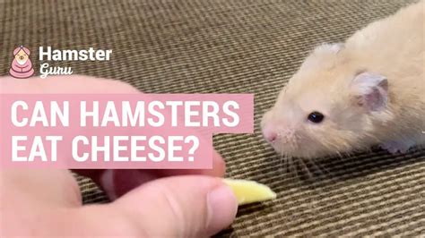 Can Hamsters Eat Cheese Do They Like Cheese