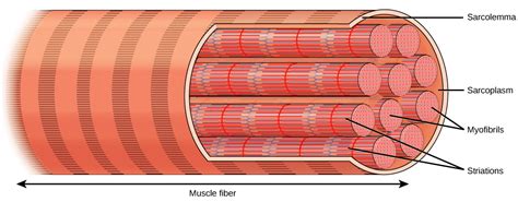 Skeletal Muscle Structure And Contraction Bio103 Human Biology