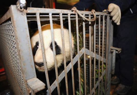 Tiga Penjual Daging Panda Ini Terancam 10 Tahun Penjara Okezone News