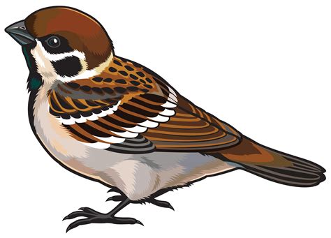 Sparrow Free Images At Clker Com Vector Clip Art Online Royalty