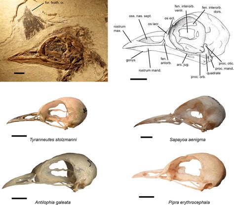 Skull Of The Luberon Fossil Nt Lbr 014 Compared With Extant Species