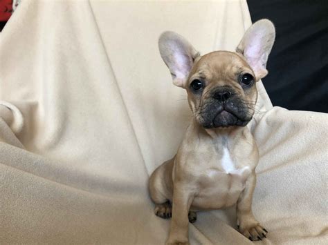 Enter your email address to receive alerts when we have new listings available for blue frenchie puppies for sale. Blue Fawn Pied French Bulldog For Sale