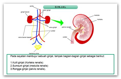 Sains Tsan Su Sistem Ekskresi Ginjal Dan Proses Pembentukan Urine