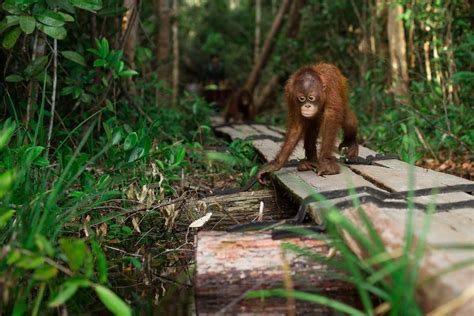 The best places to see wild orangutans in borneo are the kinabatangan river, danum valley, deramakot, tabin wildlife reserve and batang ai. Borneo Orangutan Australia on Instagram: "Little Taymur is ...