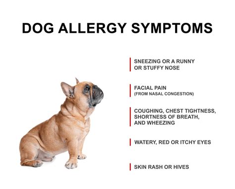 Apoquel For Dogs Allergic Skin In Dogs Causes And Treatment
