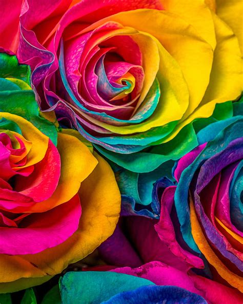 1366x768px 720p Free Download Rose Flowers Colorful Petals Hd