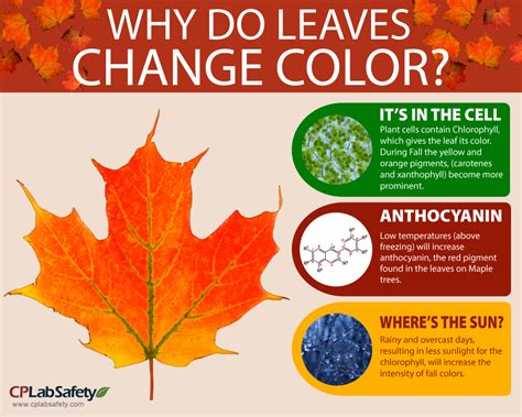 Infographic Why Leaves Change Color