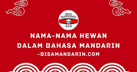 Nama Nama Hewan Dalam Bahasa Mandarin Bisa Mandarin