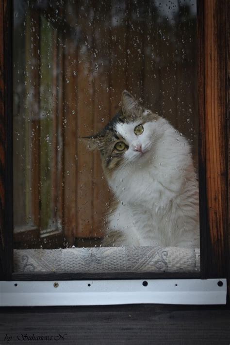 216 Best Cat In The Window Images On Pinterest Kitty
