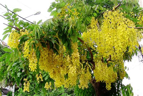 Cassia Fistula Golden Shower Tree Aloha Tropicals