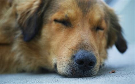 Dog Runny Nose Causes Symptoms And Treatment