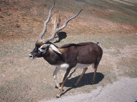 Photo Of Blackbuck Antelope In Texas