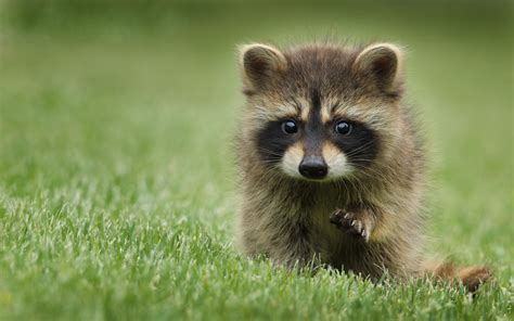 Download Wallpapers Raccoon 4k Funny Animals Wildlife