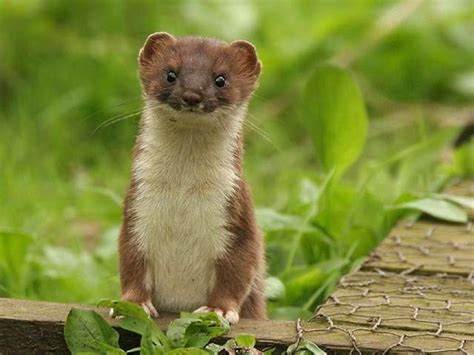 Stoat Cute N Tiny