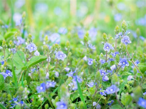 Small Pretty Blue Flowers Stock Photo Image Of Macro 156867296