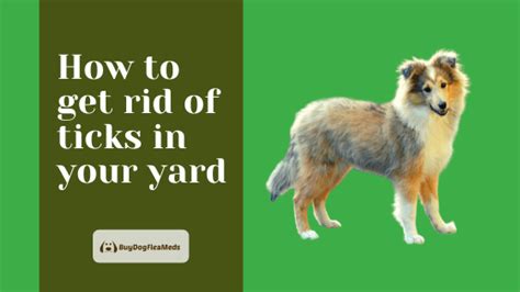 Create a wood chip moat between your lawn and any wooded areas in your backyard. How to get rid of ticks in your yard? - buydogfleameds ...
