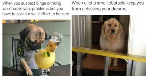 10 Wholesome Doggo Memes To Make You Laugh Harder Than