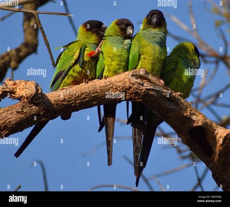 Group Of Nanday Parakeet Aratinga Nenday Also Known As The Black