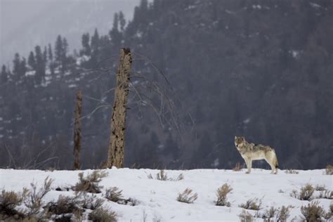 Colorado Finalizes Plan To Reintroduce Gray Wolves Defenders Of Wildlife