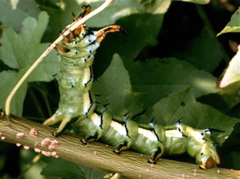 North American Caterpillar Identification - Owlcation - Education