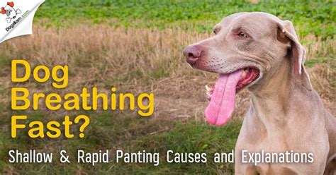 Do puppies breathe fast in their sleep? Dog Breathing Fast? Heavy Panting & Shallow Breathing Causes