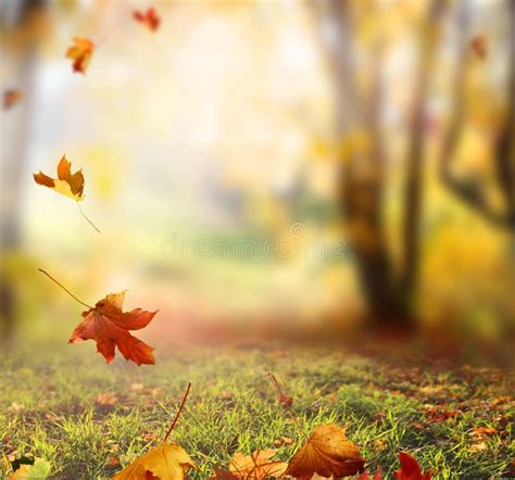 Falling Autumn Leaves Background Stock Image Image Of Falling Bright