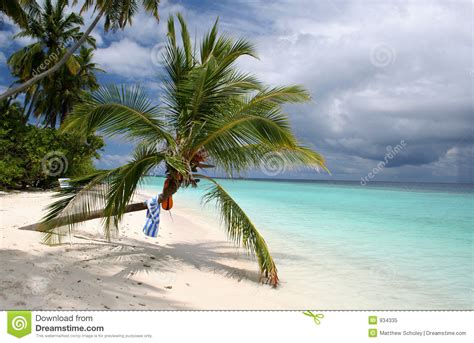 Sandy Beach And Palm Tree Royalty Free Stock Photo Image