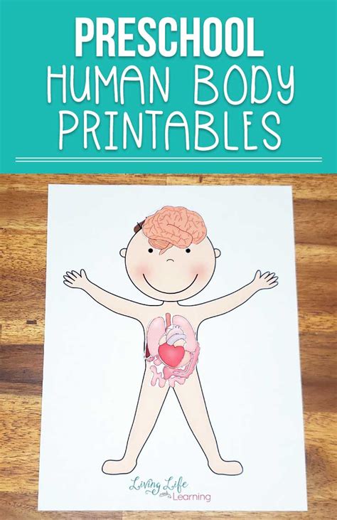 Human Body Preschool Printables