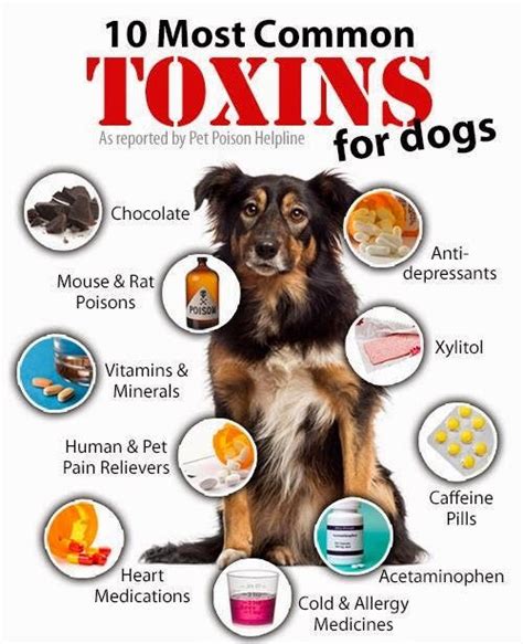 Top Dog Poisons Famous Skin Care
