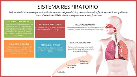 Caracteristicas De Los Sistemas Respiratorios