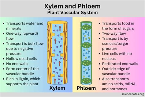 Xylem And Phloem Water And Minerals Transportation Sy