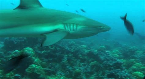 Great Shark Video From The Galapagos Islands Youtube