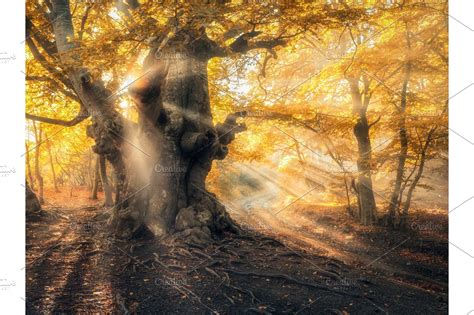 Magical Autumn Forest With Sun Rays In The Evening High Quality