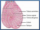 Testículos ~ Biopsicosalud