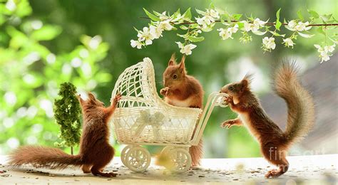 Young Red Squirrels Standing With An Stroller Under Jasmine Flo Photograph By Geert Weggen