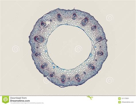 Cross Section Cut Of A Plant Stem Under Microscope Stock Image Image