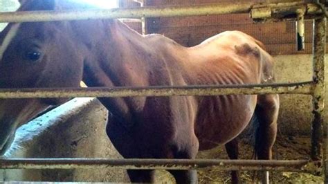 Woman Sentenced To Jail In Horse Abuse Case