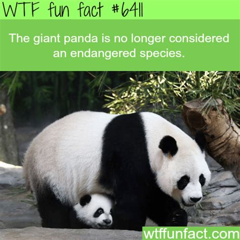 Pandas Are No Longer Endangered Wtf Fun Facts