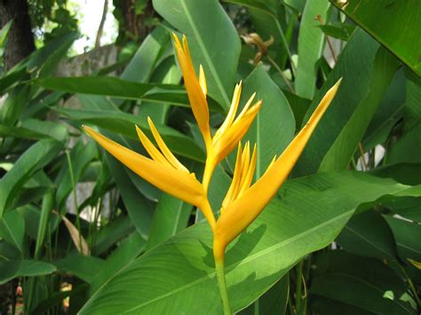 Philippine Trees And Garden Flowers