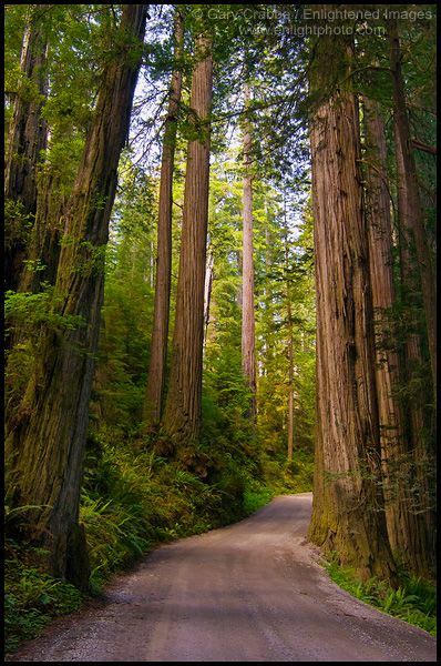 Californias North Coast Redwood Forests Forest Scenery Redwood
