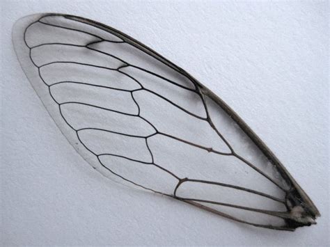 Insect Wing Insect Art Insect Wings Wings Drawing