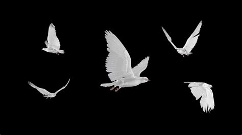 White Doves Flying Flock Five Birds Transparent Transition YouTube
