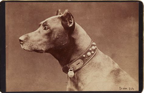 Great Dane~circa 1890 Best Dogs Great Dane Vintage Dog