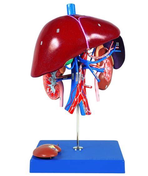Liver Spleen And Kidney Model Archives 3 Dmed