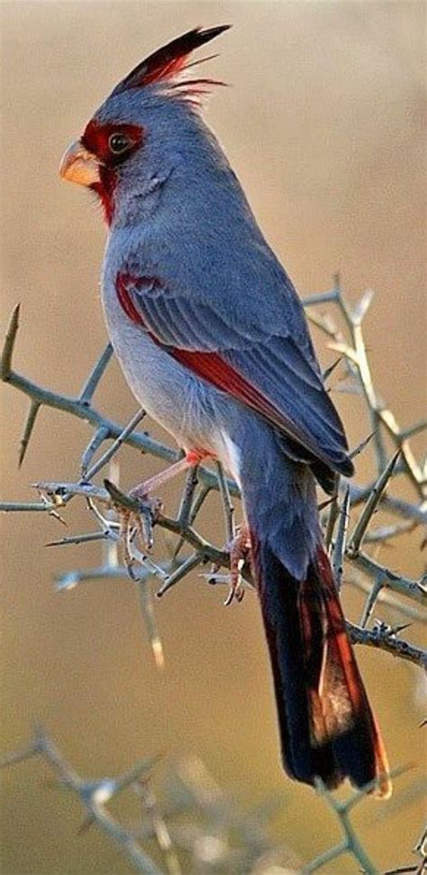Desert Cardinal Pet Birds Beautiful Birds Colorful Birds