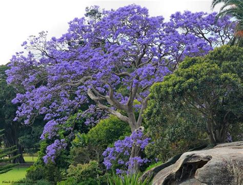Sono alberi o arbusti sempreverdi con grandi fiori bianchi, gialli, rosei o porporini, spesso molto profumati e che compaiono . Jacaranda - Jacaranda mimosifolia - Jacaranda mimosifolia ...
