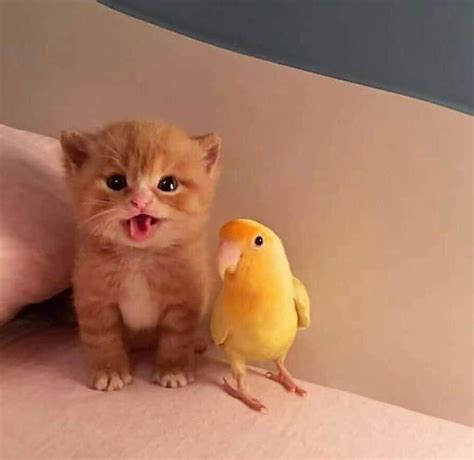 Smol Kitty Smol Birb Illegallysmolcats