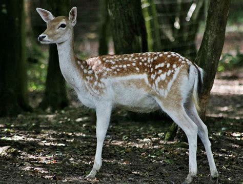 Sika Deer The Animal Facts Appearance Diet Habitat Behavior Range