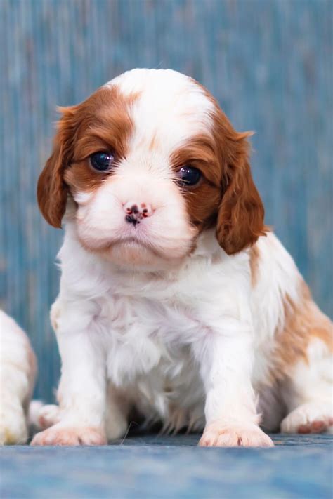 Cavalier King Charles Spaniel Puppies 19 Cute Pups Talk To Dogs
